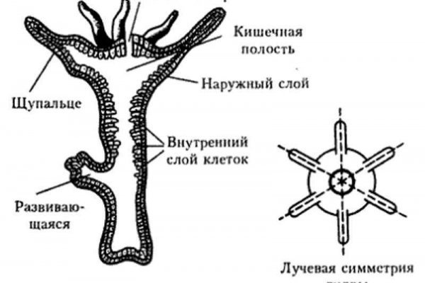 Кракен 12 сайт