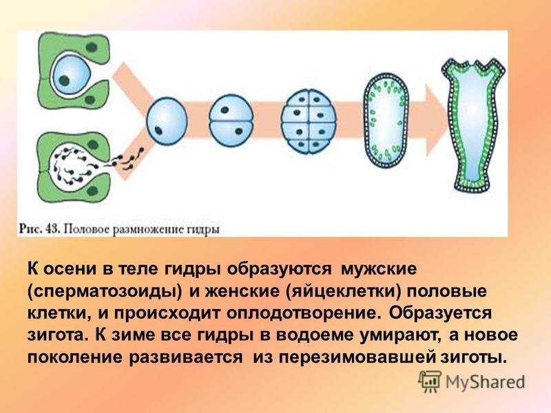 Маркетплейс кракен kraken darknet top